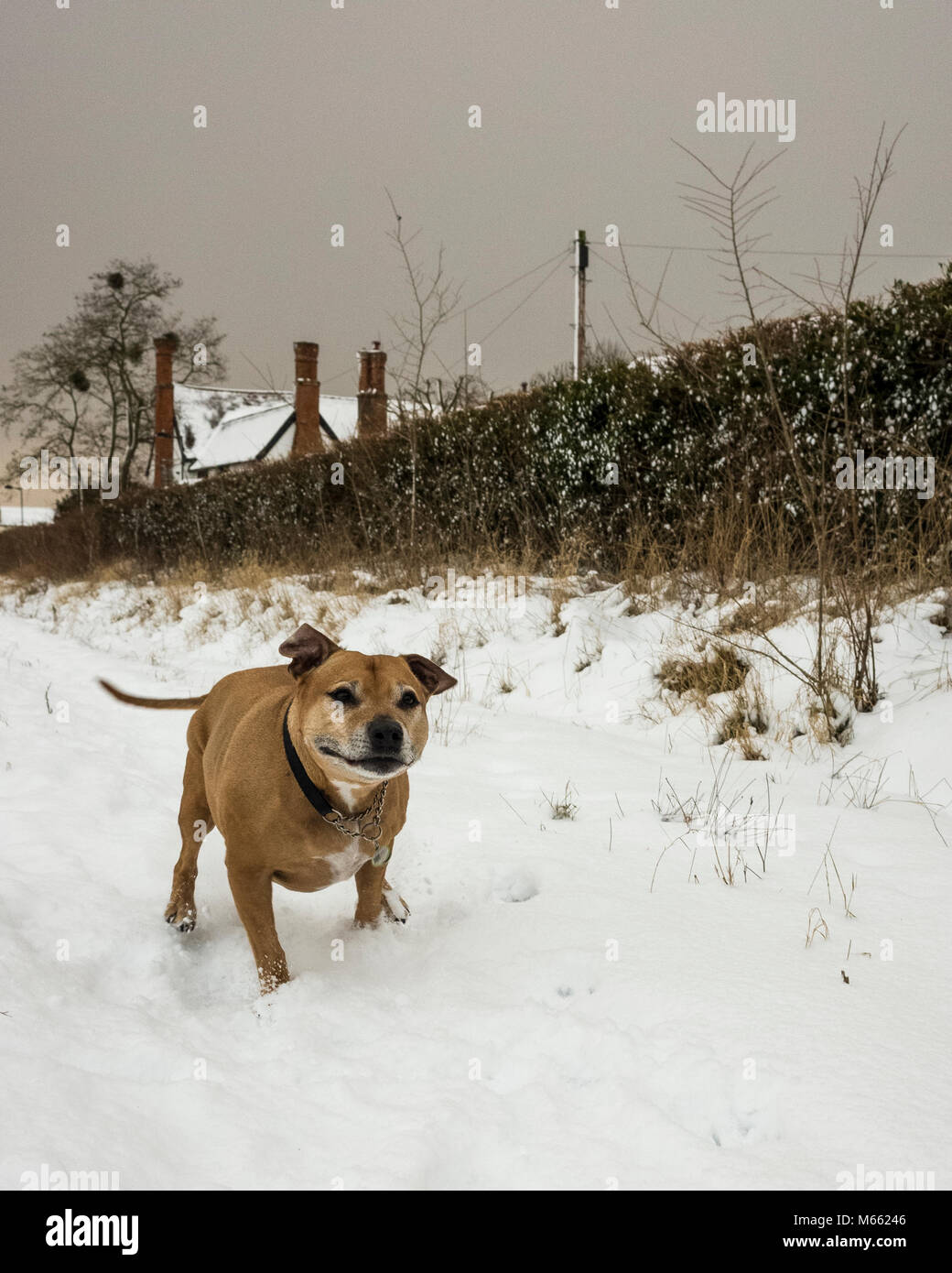 Ipswich, Inghilterra. Il 28 febbraio 2018. Un vecchio Staffordshire Bull Terrier cane SBT, godendo la neve in tempo freddo. Il tempo di congelamento è stato portato dalla Siberia e nominato, la Bestia da est. Il cane è correre e giocare nella neve. Fotografato con una Ricoh GRII fotocamera. Foto Stock