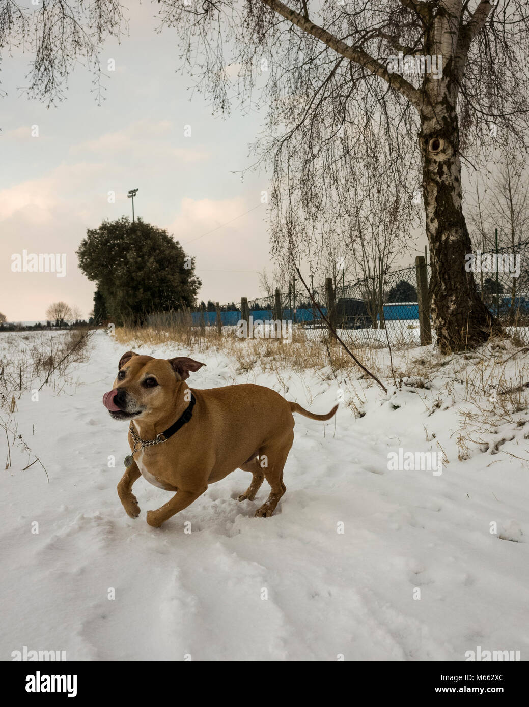 Ipswich, Inghilterra. Il 28 febbraio 2018. Un vecchio Staffordshire Bull Terrier cane SBT, godendo la neve in tempo freddo. Il tempo di congelamento è stato portato dalla Siberia e nominato, la Bestia da est. Il cane è correre e giocare nella neve. Fotografato con una Ricoh GRII fotocamera. Foto Stock