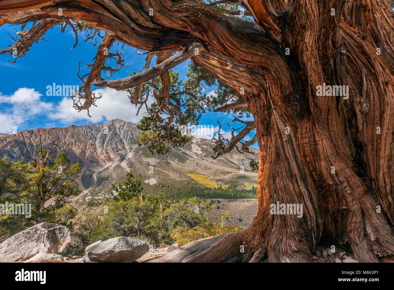 Il cedro, il Mount Gibbs, Monte Dana, Sierra orientale, Inyo National Forest, Sierra orientale CA Foto Stock