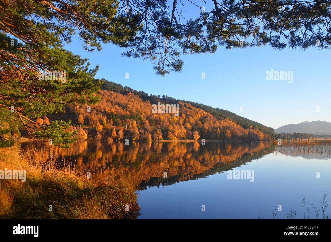Pino silvestre sulle rive di Loch Pityoulish - ,parte del Parco nazionale di Cairngorms come si vede in autunno. - Vicino a Aviemore. Foto Stock