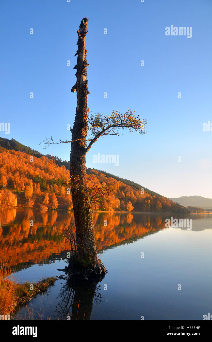 Pino silvestre sulle rive di Loch Pityoulish - ,parte del Parco nazionale di Cairngorms come si vede in autunno. - Vicino a Aviemore. Foto Stock