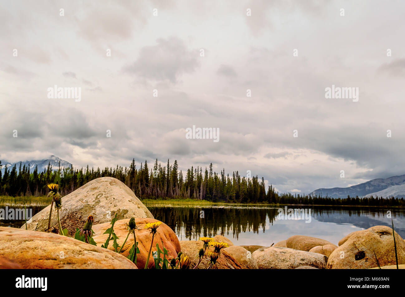 Fiori gialli tra rocce, un lago con la riflessione tra il verde degli abeti e montagne innevate, un Haze di grigio nuvole nel cielo Foto Stock