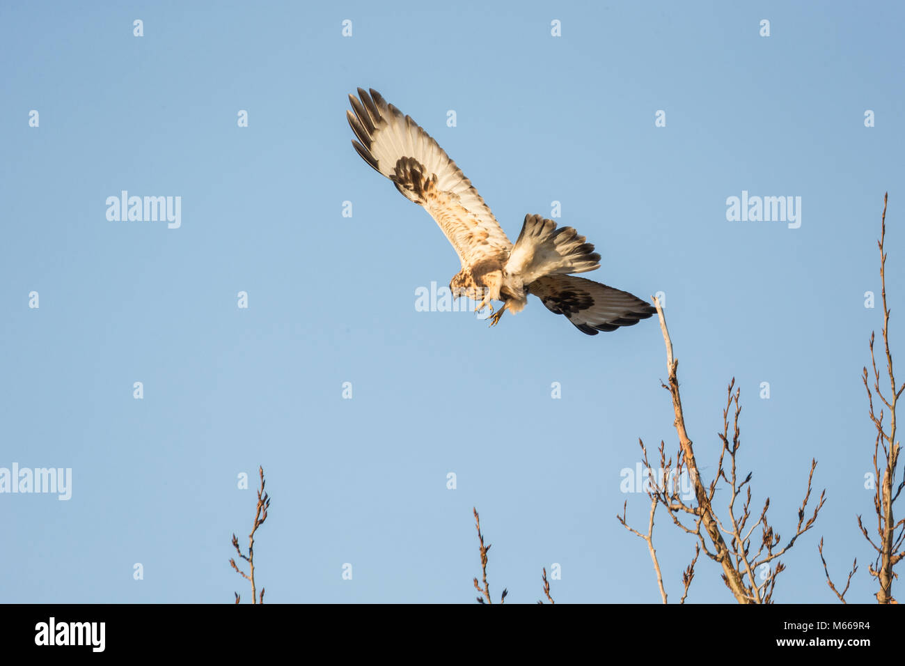 Una ruvida zampe Hawk in BC Canada Foto Stock