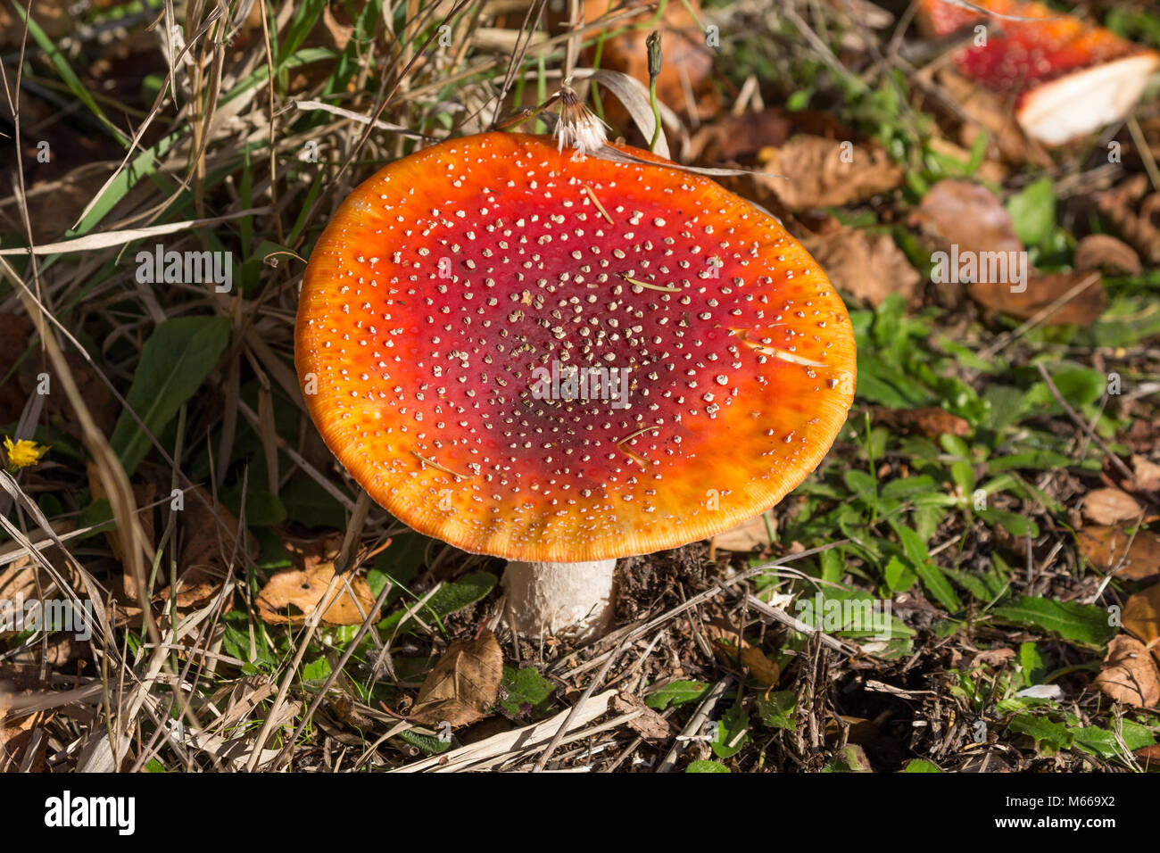 Red Amanita velenose Organismo, close up shot. Foto Stock