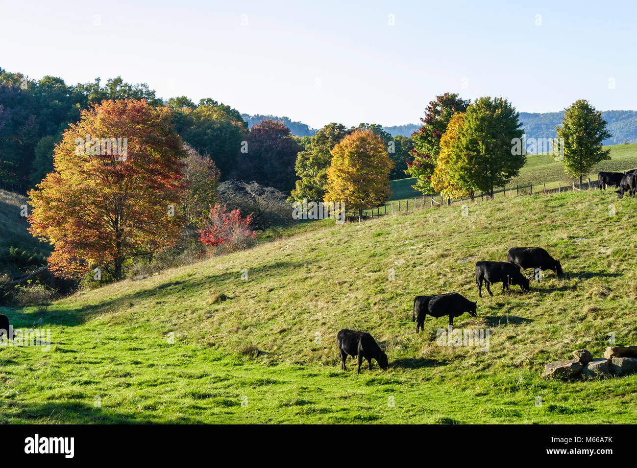 West Virginia, Appalachia Greenbrier County, autostrada Route 60, Midland Trail, pascolo bestiame, pascolo, autunno colori autunnali, alberi, natura, naturale, paesaggio, contare Foto Stock
