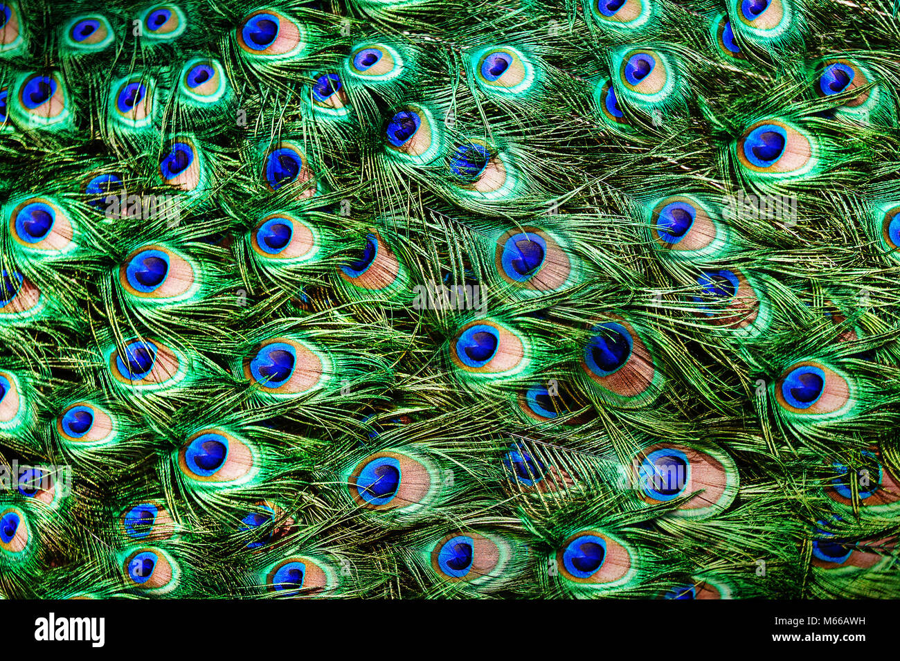 Peacock colorato sfondo di piume. Dof poco profondo. Foto Stock