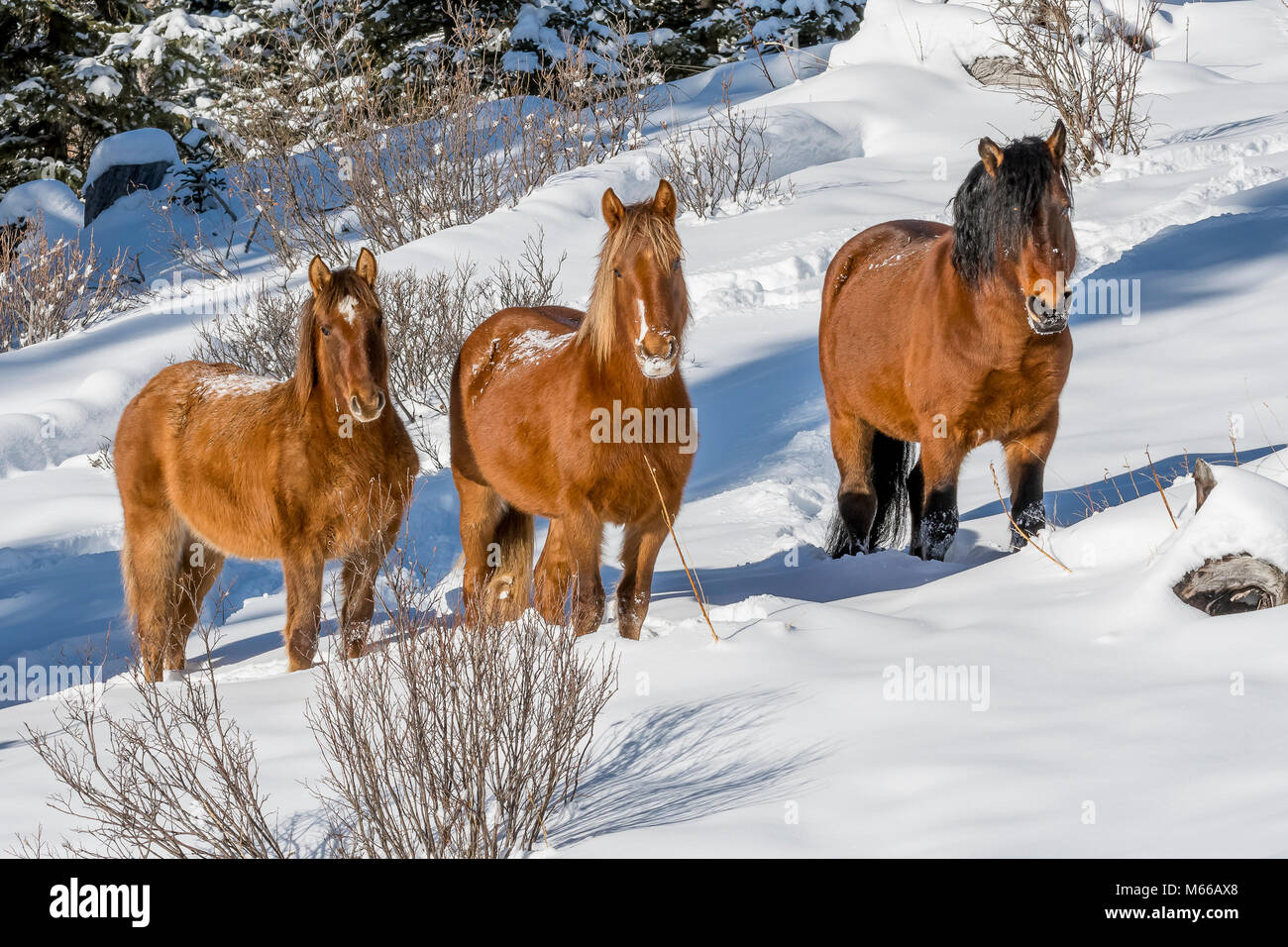 Wild_cavalli selvatici che pascolano nella neve in inverno lungo la silvicoltura Trunk Road_Alberta Foto Stock