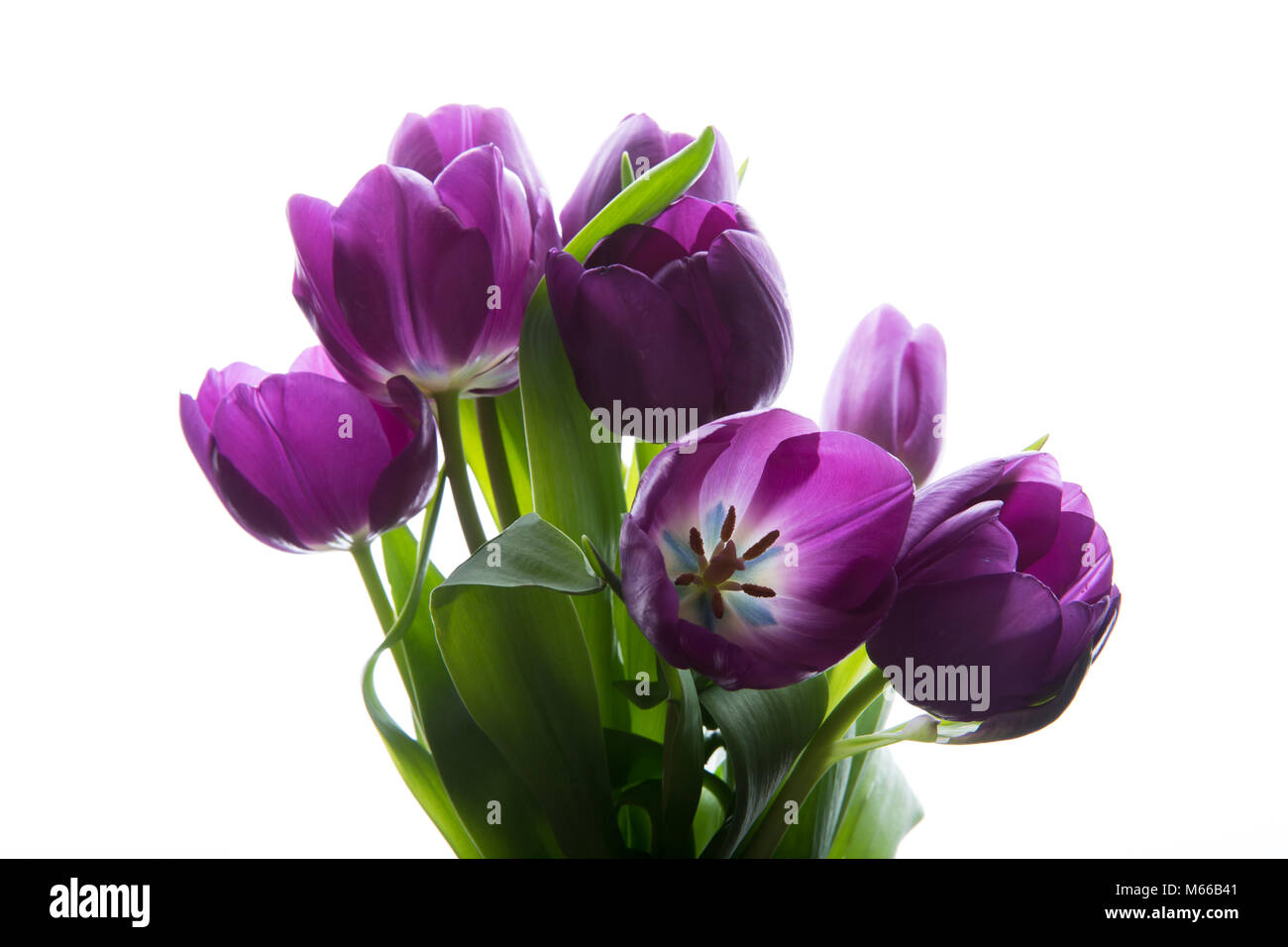 Bouquet di freschi tulipani viola. Tulipani viola sullo sfondo bianco Foto Stock