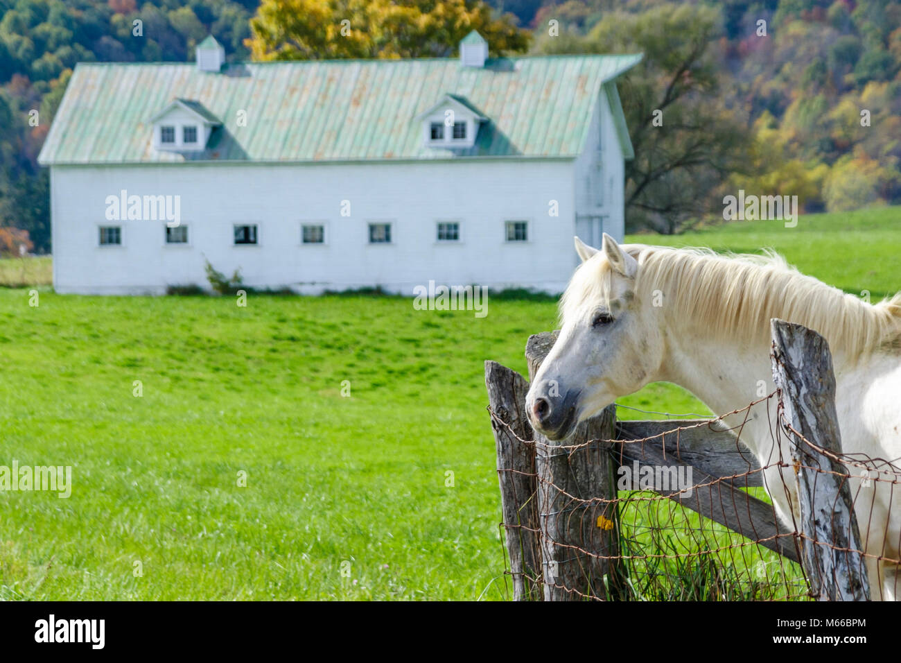 West Virginia Greenbrier County, Lewisburg, cavallo bianco, equino, animale, granaio, rurale, paese, campagna, fattoria, animale, allevamento, WV0410110052 Foto Stock