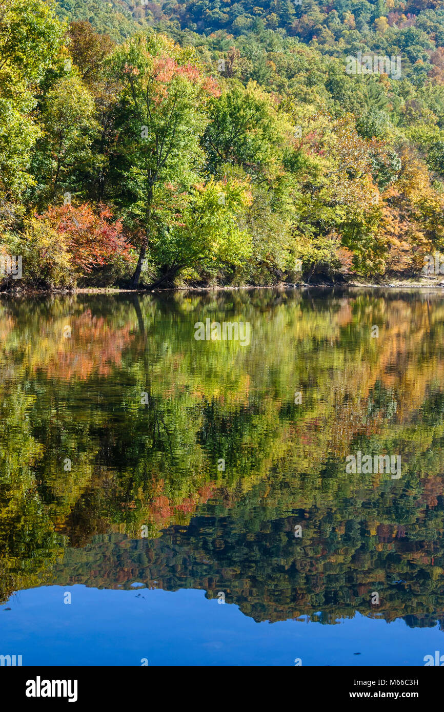 West Virginia, Appalachia Greenbrier County, Greenbrier River, acqua, affluente, Allegheny Mountains, alberi, colori autunnali, cambio foglie, autunno, stagione, alberi, noi Foto Stock