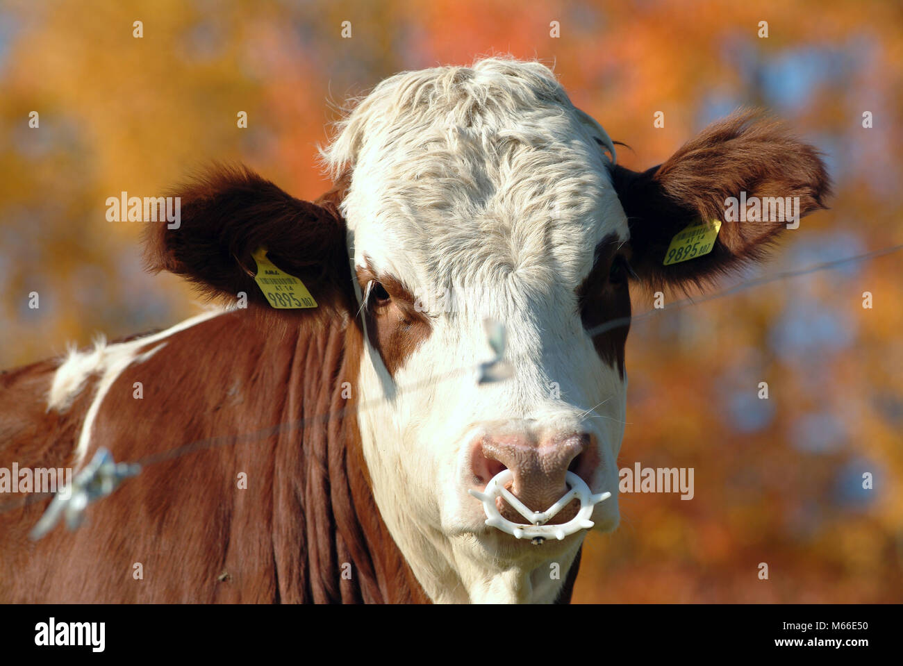 Bull verticale 1 Foto Stock