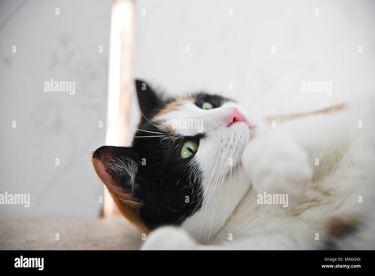 Vivere come un gatto Foto Stock