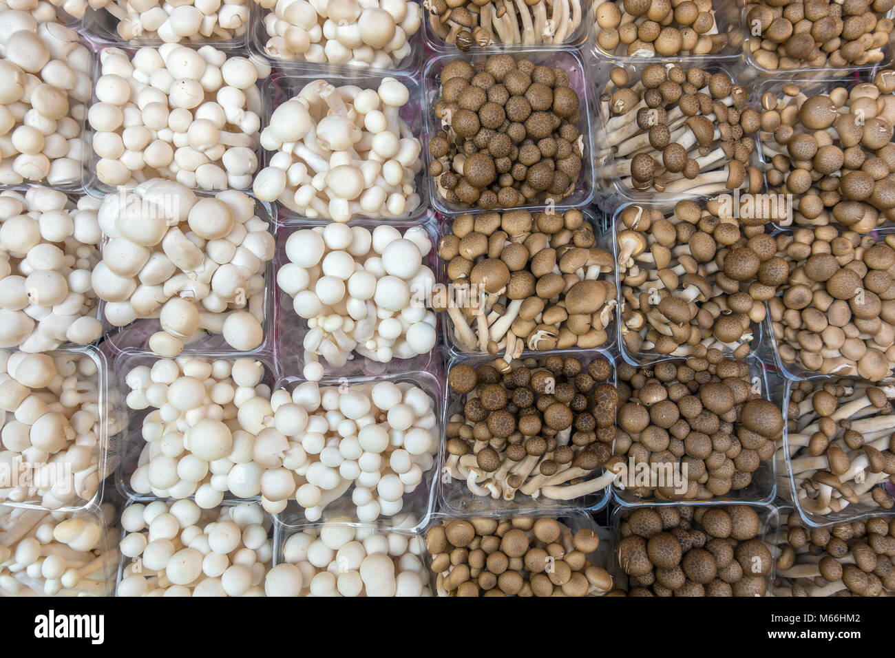 Bianco e Marrone di champignon su uno stallo al mercato in Thailandia. Raw sullo sfondo di funghi Foto Stock