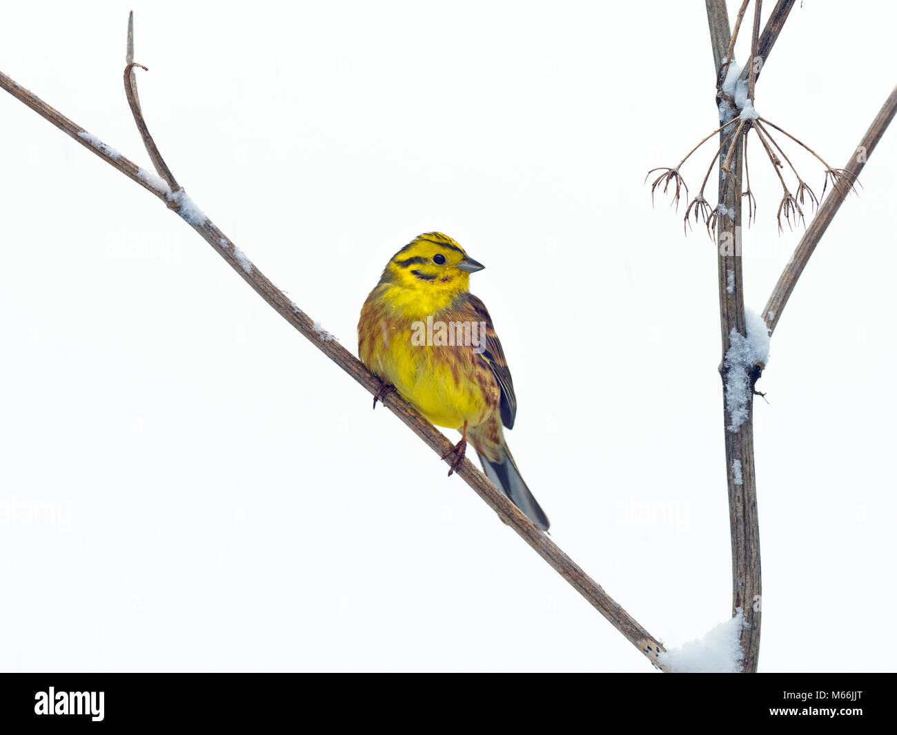 Zigolo giallo Emberiza citrinella sulla coperta di neve siepe in inverno Foto Stock