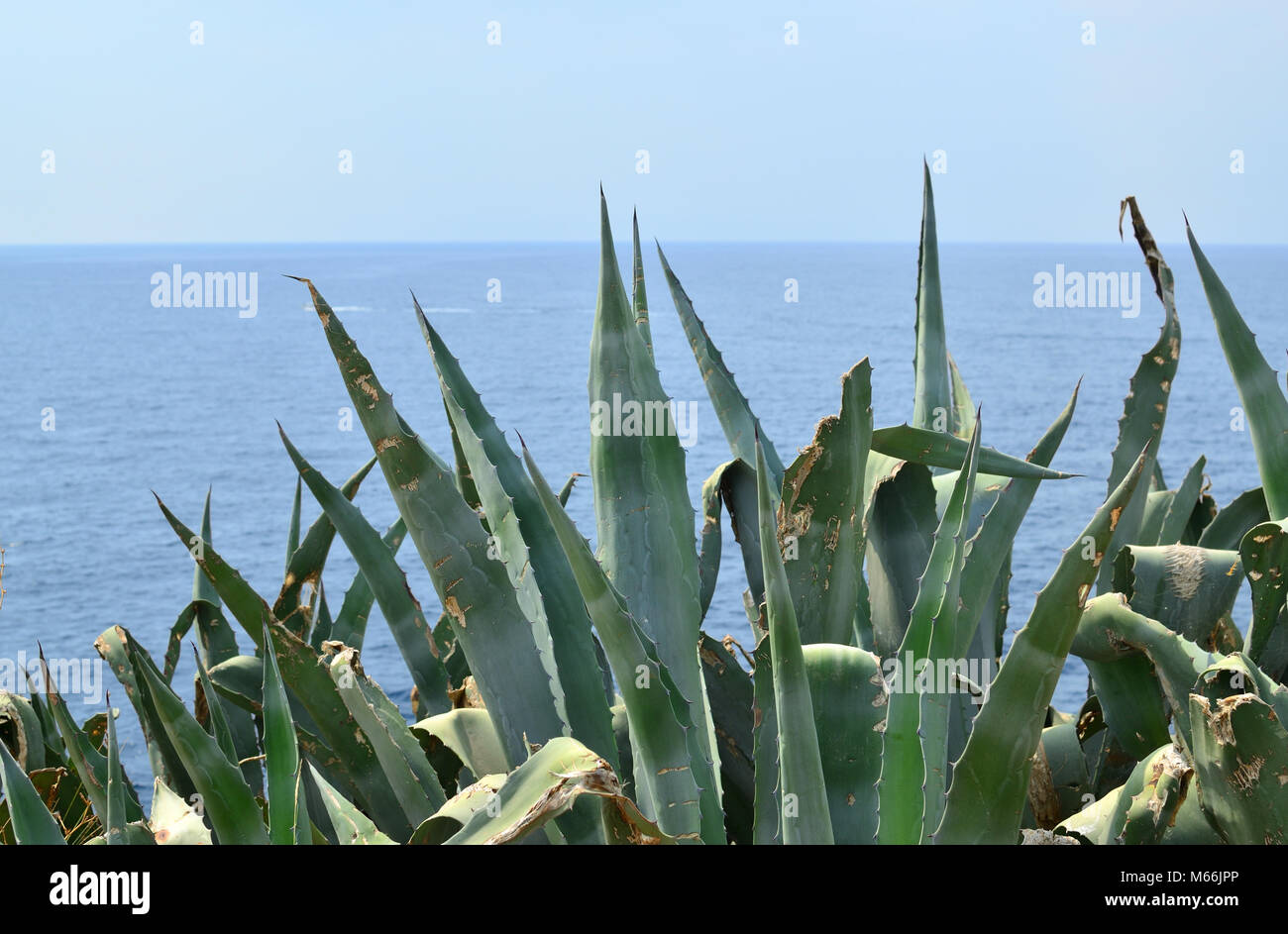 Costieri selvaggi cespugli e l azzurro del mare in estate Foto Stock