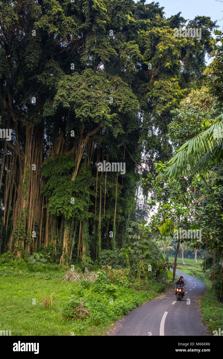 Bali, Indonesia - Agosto 15, 2016: Non identificato ragazzi balinese moto unità passando da enormi banyan tree. Foto Stock