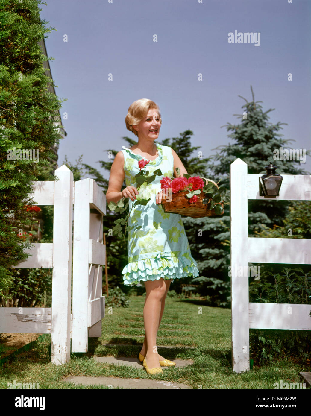 Anni sessanta donna matura indossando abiti stampa cestello di contenimento di rose rosse DAL SUO GIARDINO - kf5689 HAR001 HARS piano bionda caucasica stile di vita gioia sambuco femmine rose salubrità cresciuto UNA SOLA PERSONA HOME LIFE natura spazio copia a tutta lunghezza LADIES CRESCIUTI SENIOR nostalgia per adulti di mezza età SENIOR DONNA 55-60 anni 60-65 anni struttura giardiniere felicità OLDSTERS antica stili di svago orgoglio ritirarsi anziani mode recinto bianco giardini etnia caucasica in vecchio stile persone Foto Stock