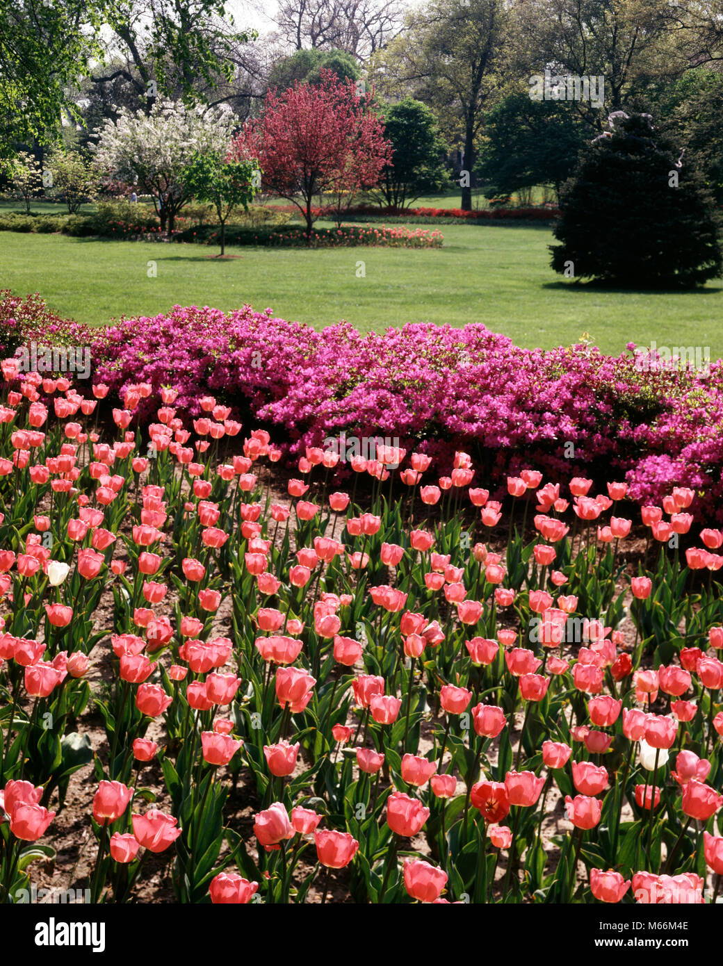 La molla tulipani e azalee nel giardino - kg prosciutto11319001 ARBUSTO HARS Foto Stock