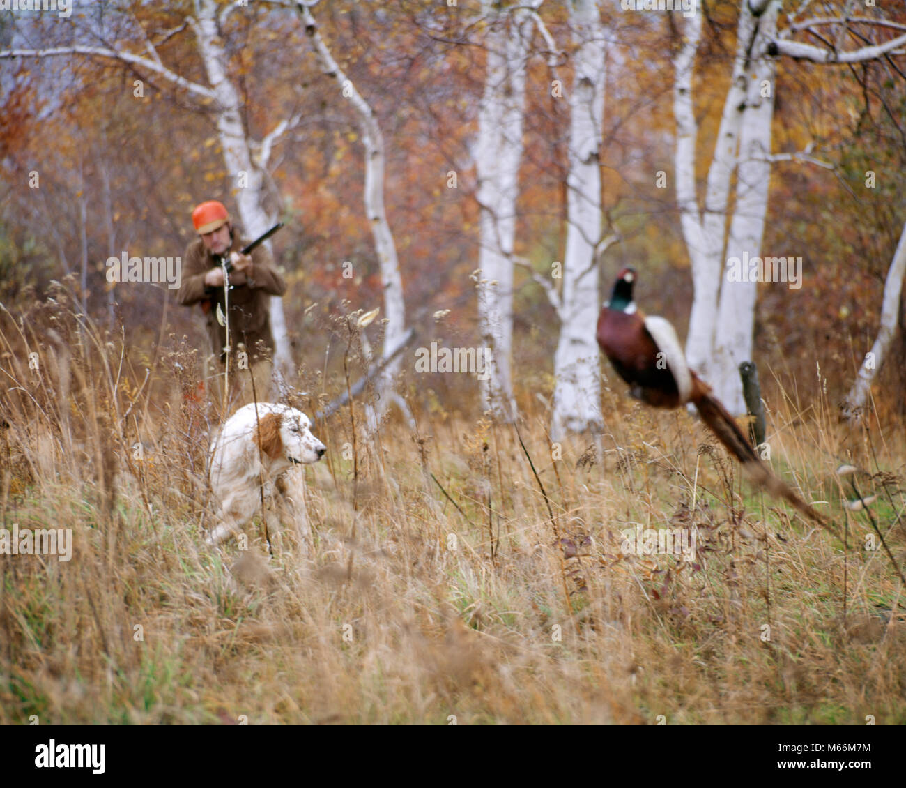 Anni sessanta anni settanta uomo HUNTER mirando fucile da caccia al fagiano SCOVATI DI SPAZZOLA DI SETTER INGLESE BIRD DOG nel paesaggio autunnale - kg6135 PHT001 HARS UNA SOLA PERSONA spazio copia di metà lunghezza fisica SCENIC grown-up di cacciatore di animali NOSTALGIA HUNT 20-25 anni 25-30 anni 30-35 anni 35-40 anni libertà People Story ala felicità fagiano due animali mammiferi avventura Relax Tempo libero canini scelta emozione potente ricreazione caduta stagione opportunità POOCH incastonatore inglese motion blur un vertebrato a sangue caldo di Phasianus colchicus OSHA sicurezza arancione arancione vivido arancione uccelli di puntamento creatura canina Foto Stock