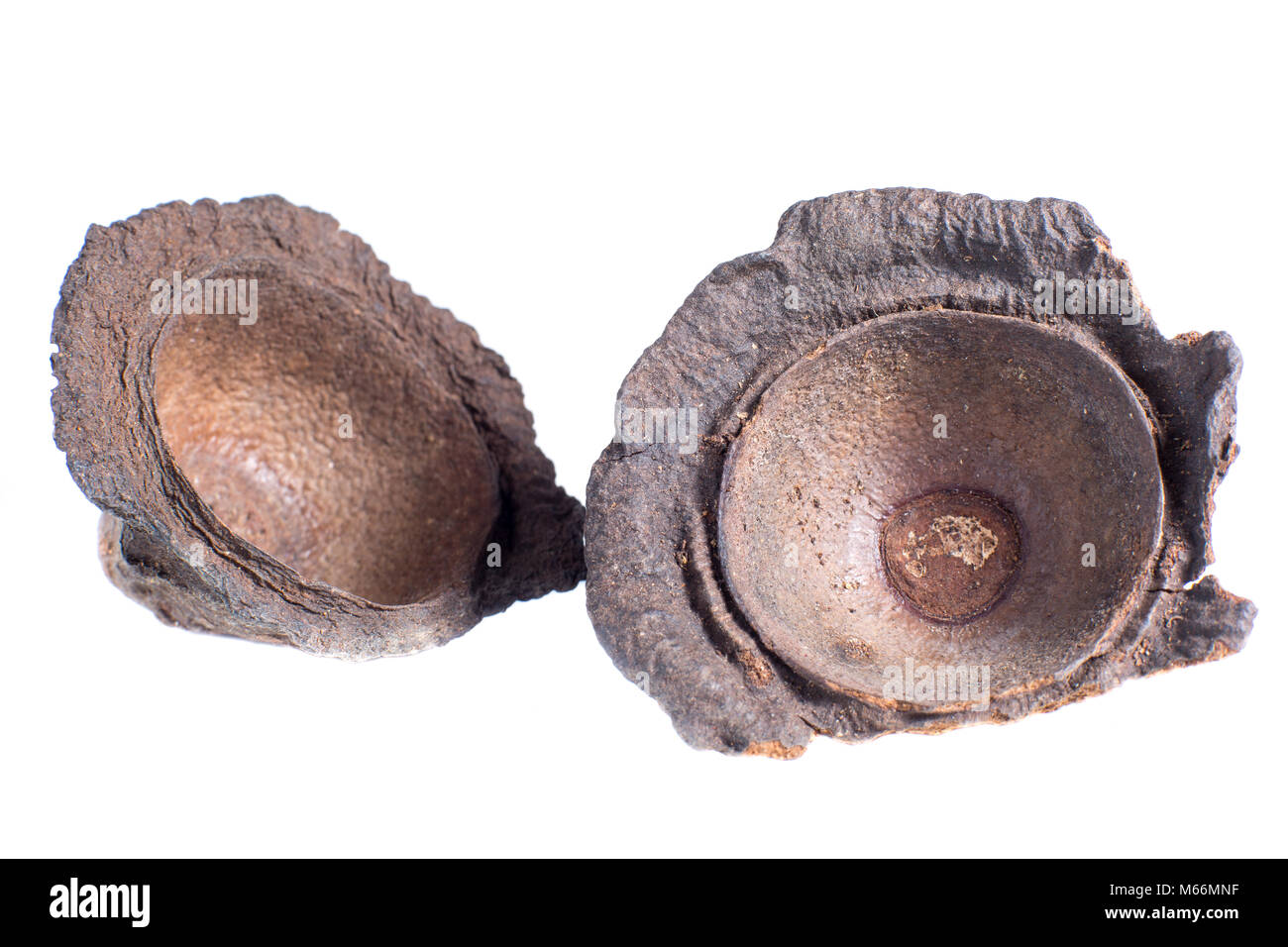 Ishpingo o cannella ecuadoriana tree flower cupule closeup Foto Stock