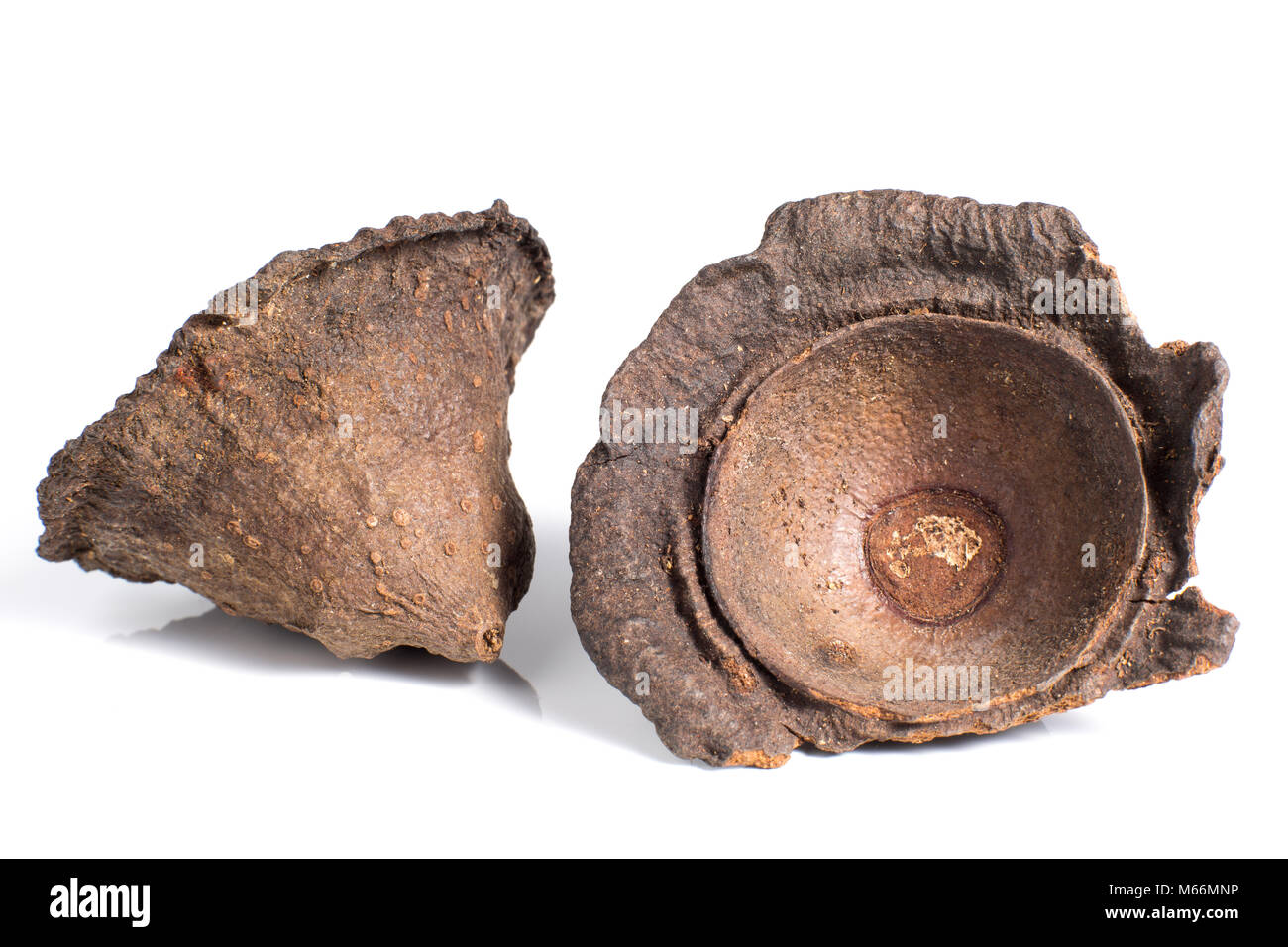 Ishpingo o cannella ecuadoriana tree flower cupule closeup Foto Stock