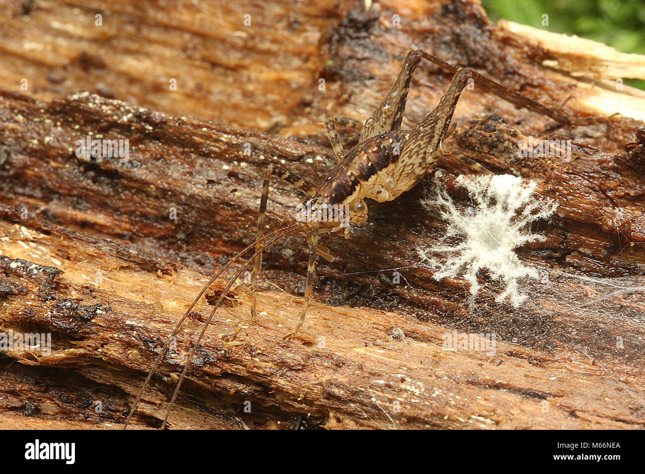 Grotta cricket (Rhaphidophoridae) Foto Stock