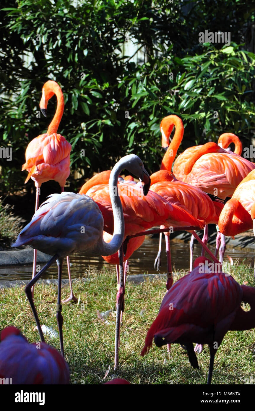 Gruppo di fenicotteri rosa a Baltimora Zoo Foto Stock