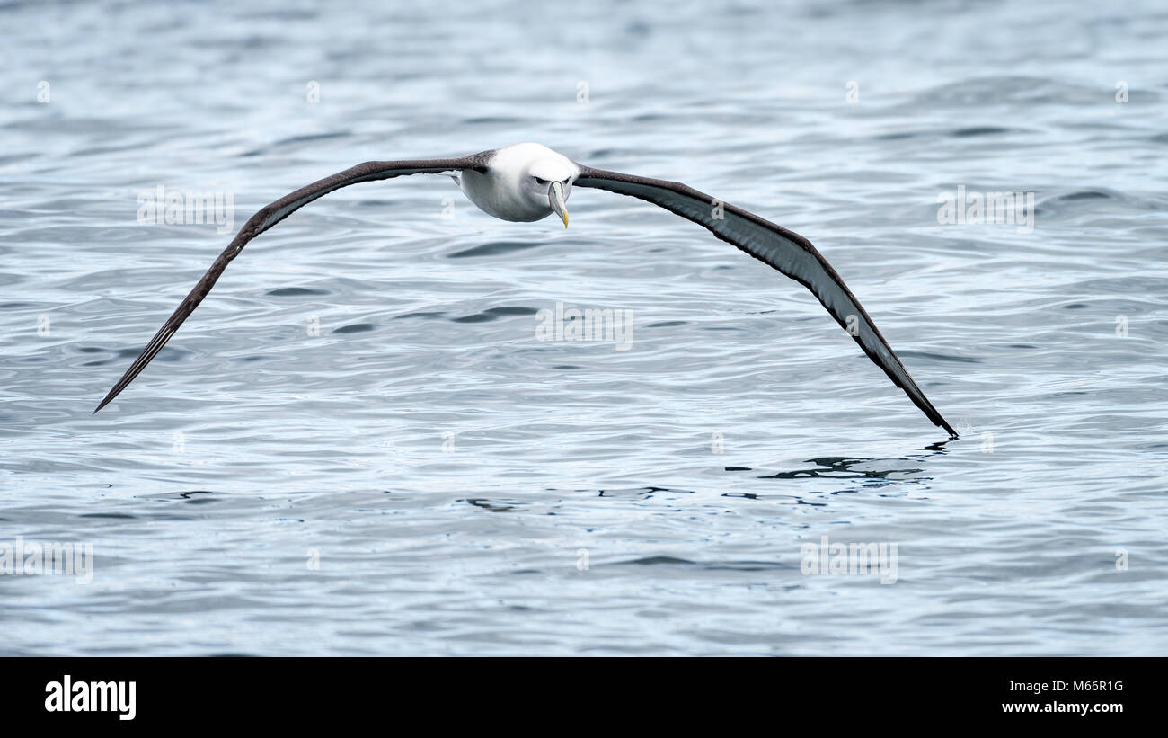 Bianco-capped albatross (Thalassarche steadi), volare con ali di toccare acqua, Dunedin Harbour, Isola del Sud, Nuova Zelanda Foto Stock