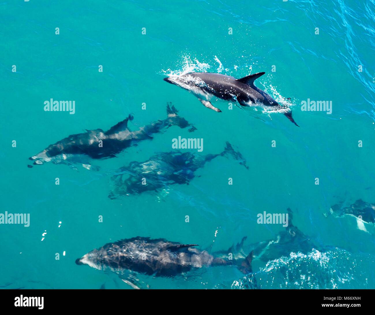 Nuotare in un pod di cinque centinaia di delfini presso la costa di Kaikoura in Nuova Zelanda. Bella creatura che ha avuto così tanto divertimento saltando intorno alla barca. Foto Stock