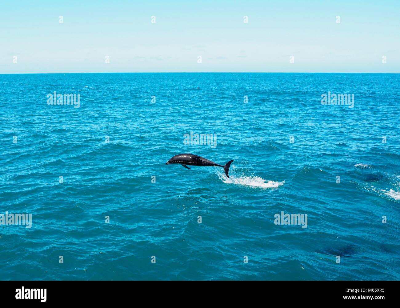 Nuotare in un pod di cinque centinaia di delfini presso la costa di Kaikoura in Nuova Zelanda. Bella creatura che ha avuto così tanto divertimento saltando intorno alla barca. Foto Stock
