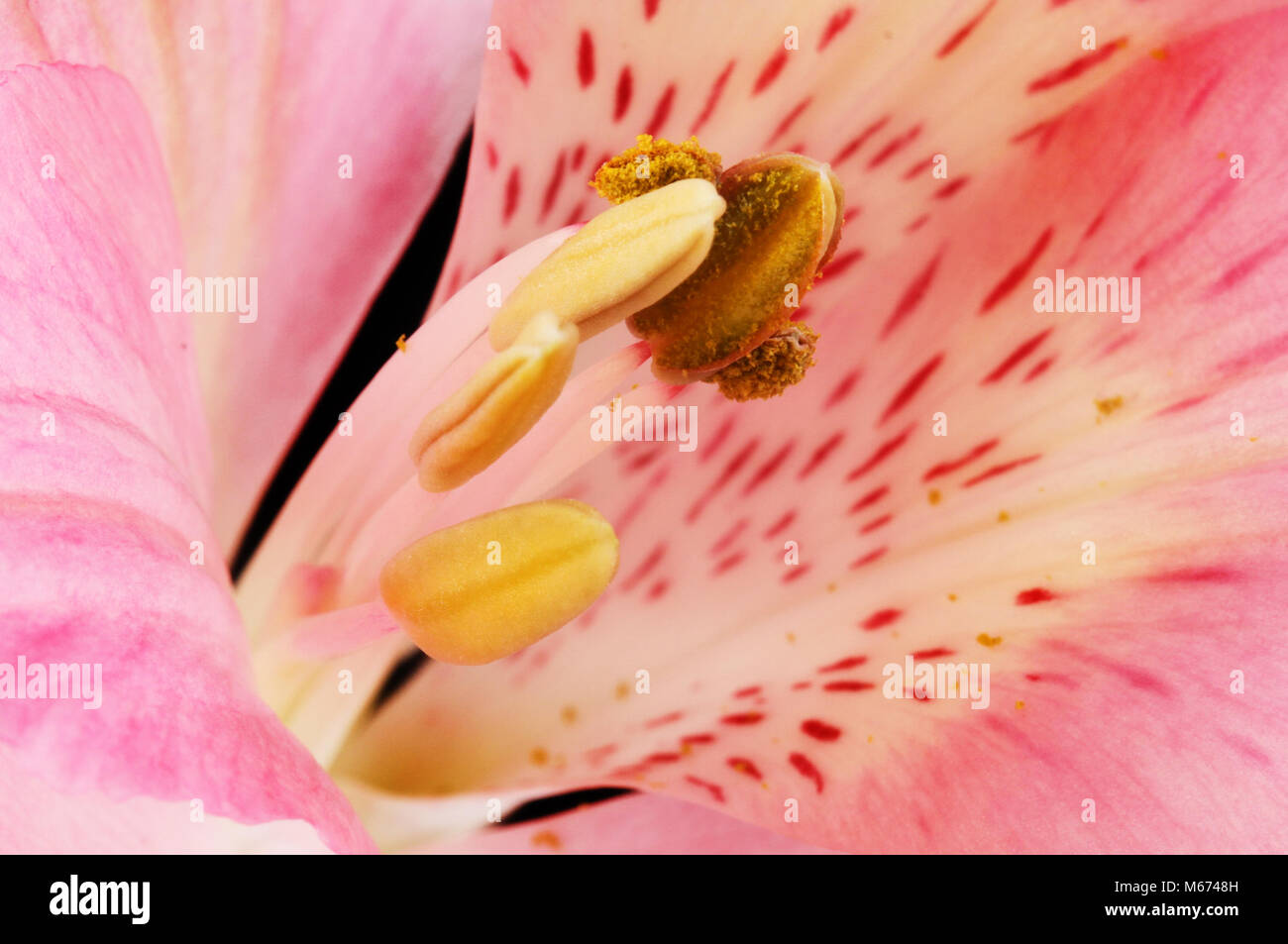 Macro shot di antere e il polline di un fiore alstroemeria Foto Stock