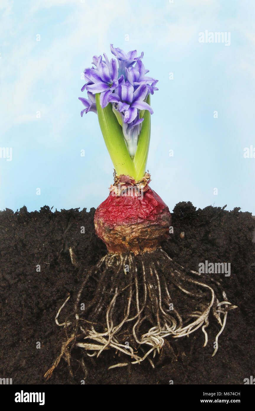 Fioritura bulbo di giacinto nel suolo che mostra le radici contro un nebuloso cielo blu Foto Stock