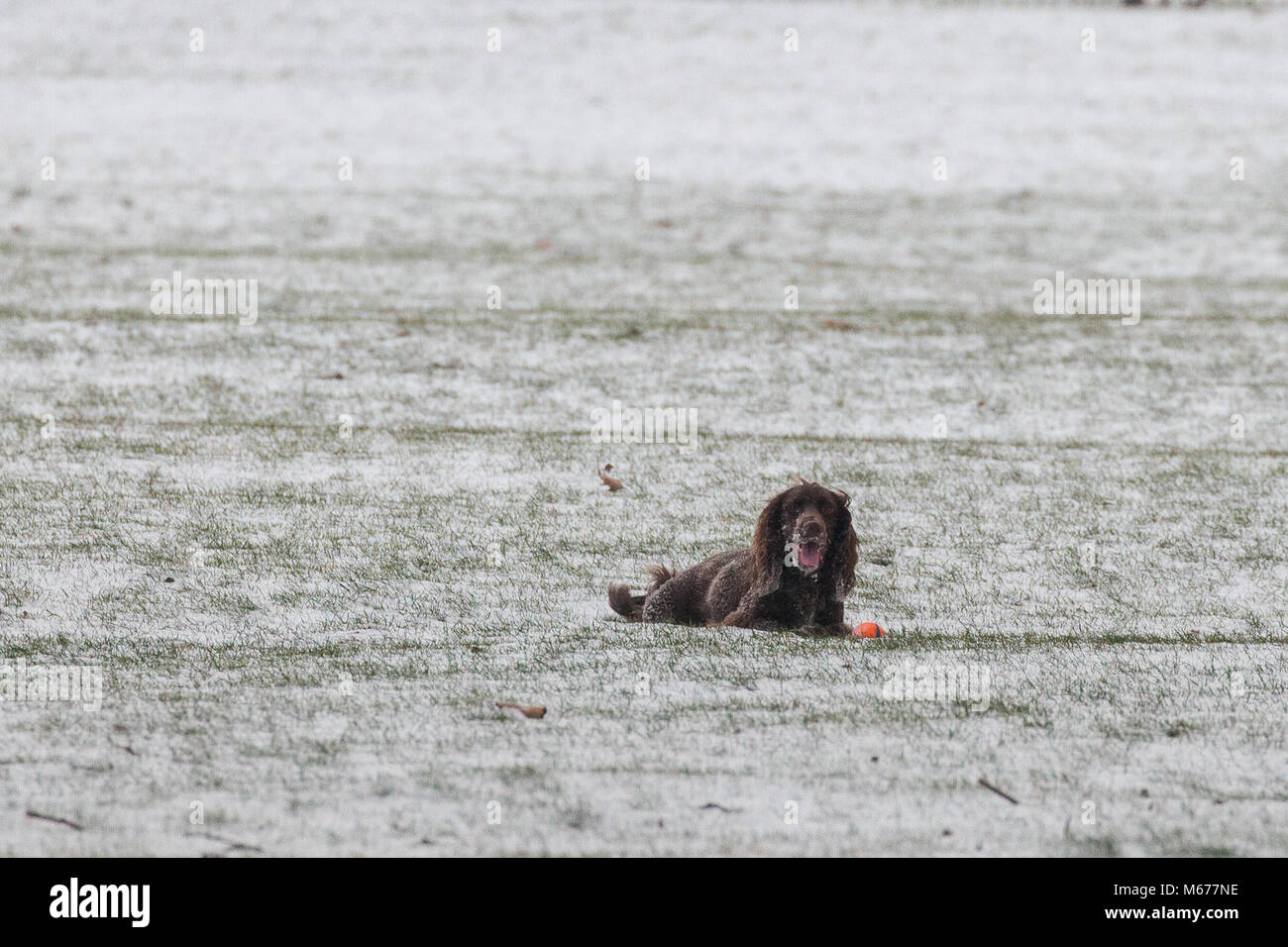 Windsor, Regno Unito. 1 Marzo, 2018. Regno Unito Meteo: un cane ama giocare con una palla in Windsor Great Park. I residenti locali si svegliò per un pernottamento nevicata in Windsor, Berkshire, e hanno avvertito di aspettarsi di più neve da mezzogiorno. Credito: Mark Kerrison/Alamy Live News Foto Stock