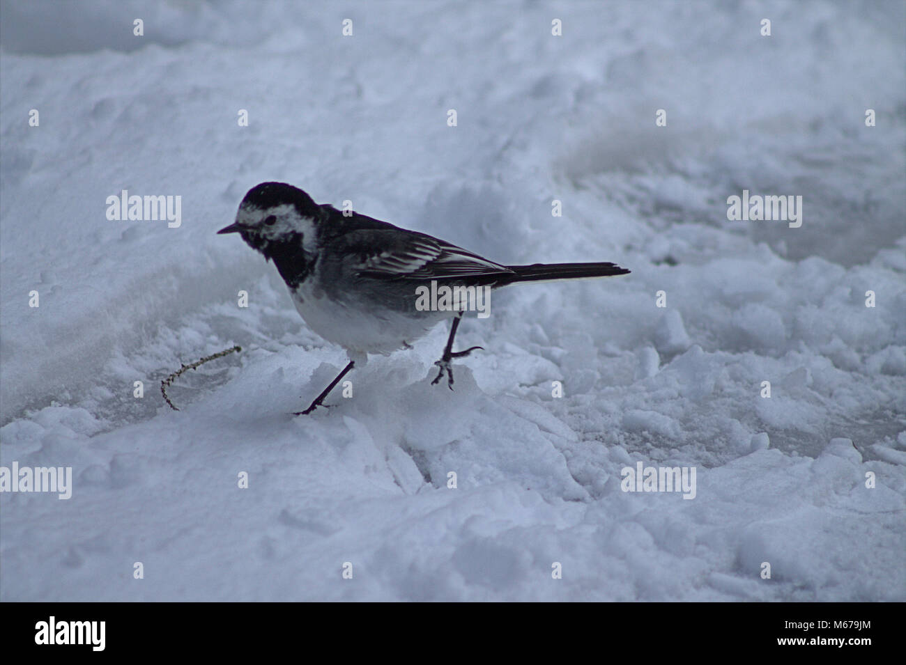 Castletownshend, West Cork, Irlanda. 1 Marzo, 2018. Pied Wag coda. (Motacilla alba). Gli uccelli di piccole dimensioni stentano a trovare cibo a sufficienza nella neve profonda. aphperspective/Alamy Live News Foto Stock