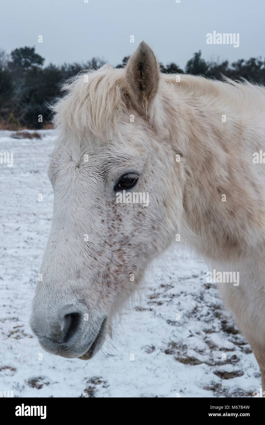 New Forest. 1 Mar, 2018. Regno Unito Meteo: primo giorno di primavera nella nuova foresta Hampshire con neve dalla bestia da est. Credito: © Paul Chambers / Alamy Stock Photo/Alamy Live News Foto Stock