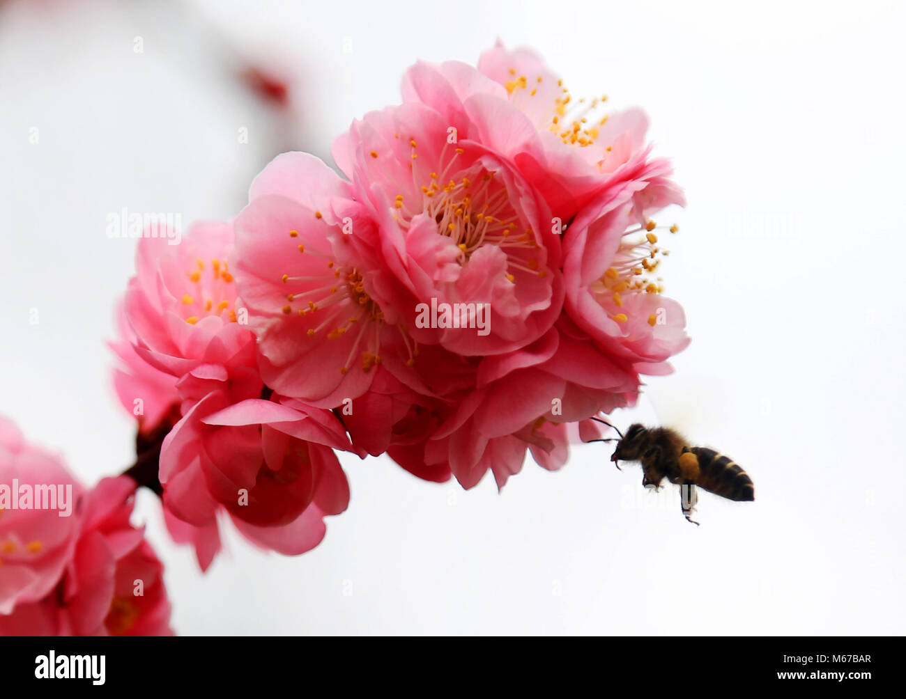 Bijie, della Cina di Guizhou. 1 Mar, 2018. Un'ape vola in mezzo rosso fiori di susina di Bijie, a sud-ovest della Cina di Guizhou, 1 marzo 2018. Credito: Wang Chunliang/Xinhua/Alamy Live News Foto Stock