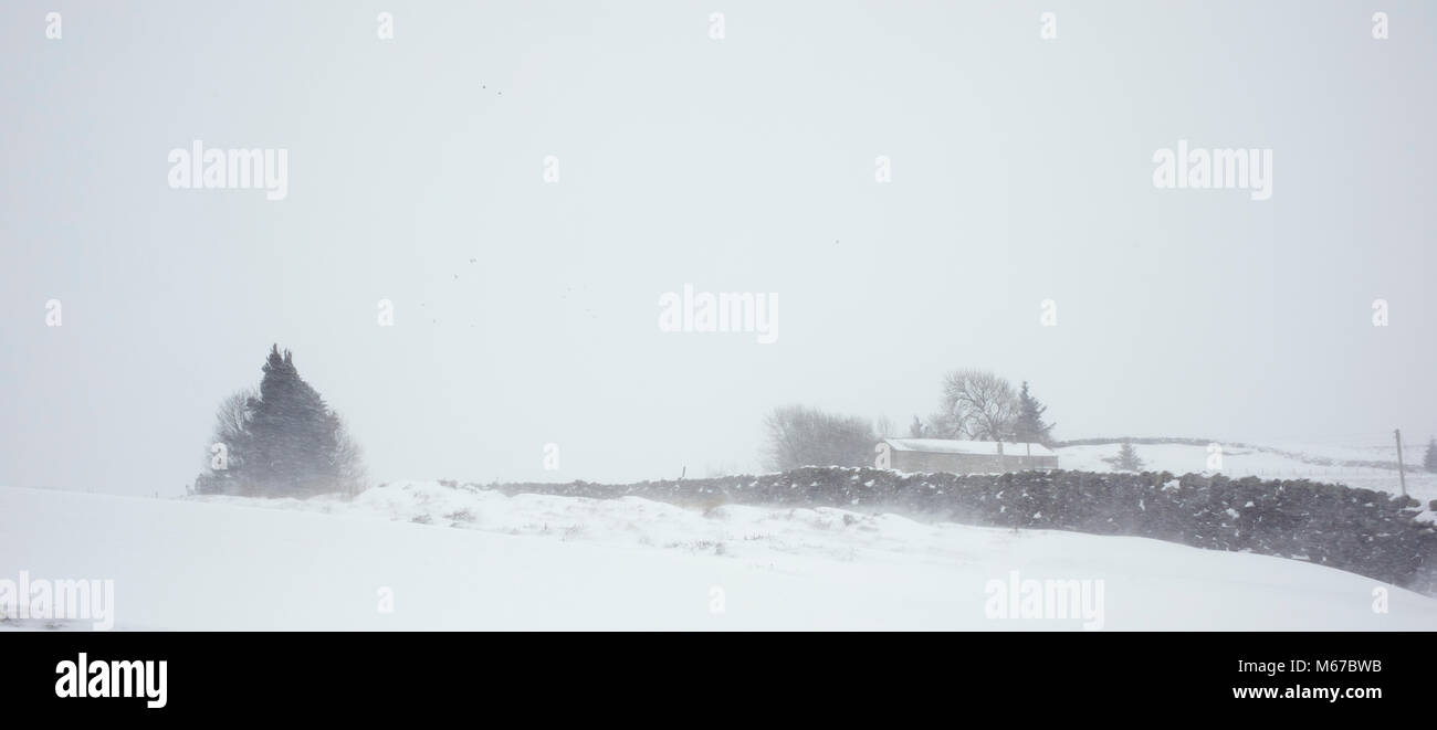 Nidderdale, North Yorkshire. 1 marzo 2018. Feroce venti da est pila neve in derive rendendo difficile allevamento e uccelli che dà un tempo duro in Nidderdale, North Yorkshire Credito: Fencewood/studio/illustrativi Alamy Live News Foto Stock