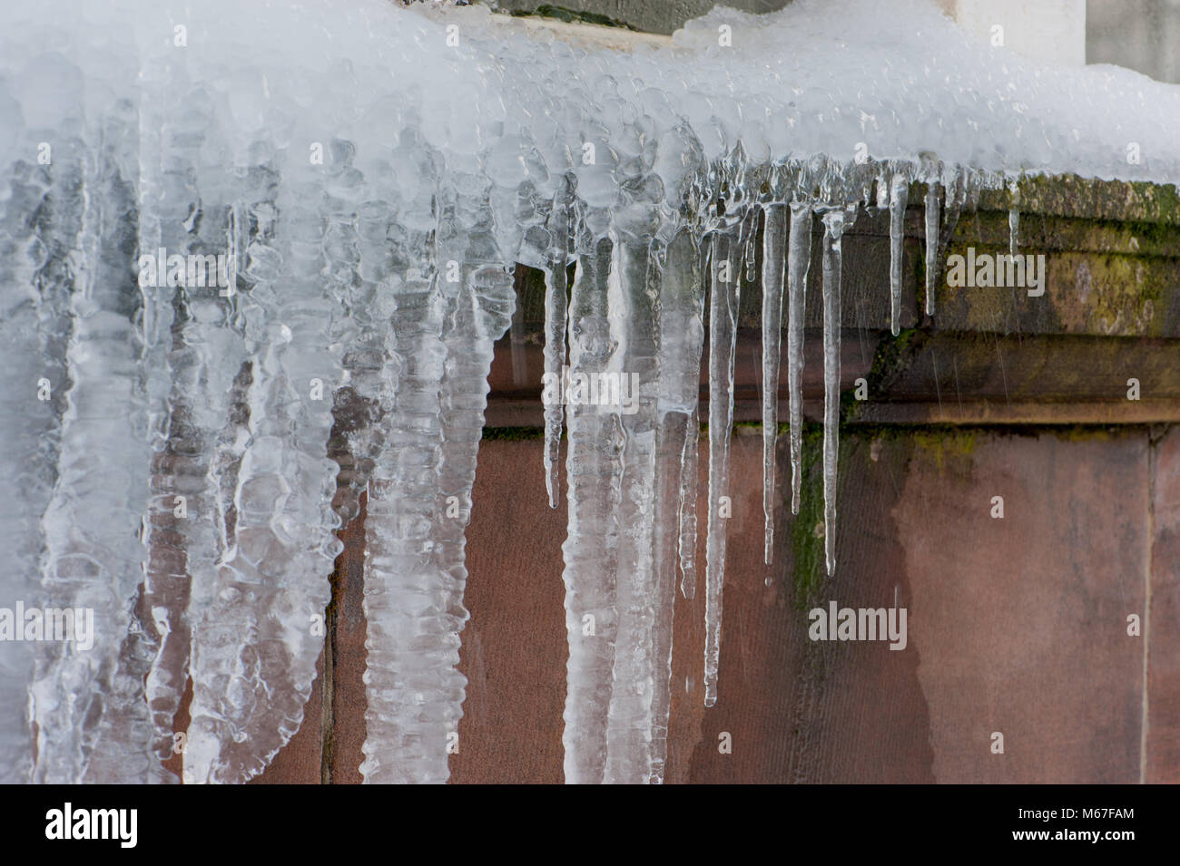 Glasgow, Scotland, Regno Unito. 1 Marzo, 2018. Close up di ghiaccioli al Winter Gardens Glasgow Green Credito: Tony Clerkson/Alamy Live News Foto Stock