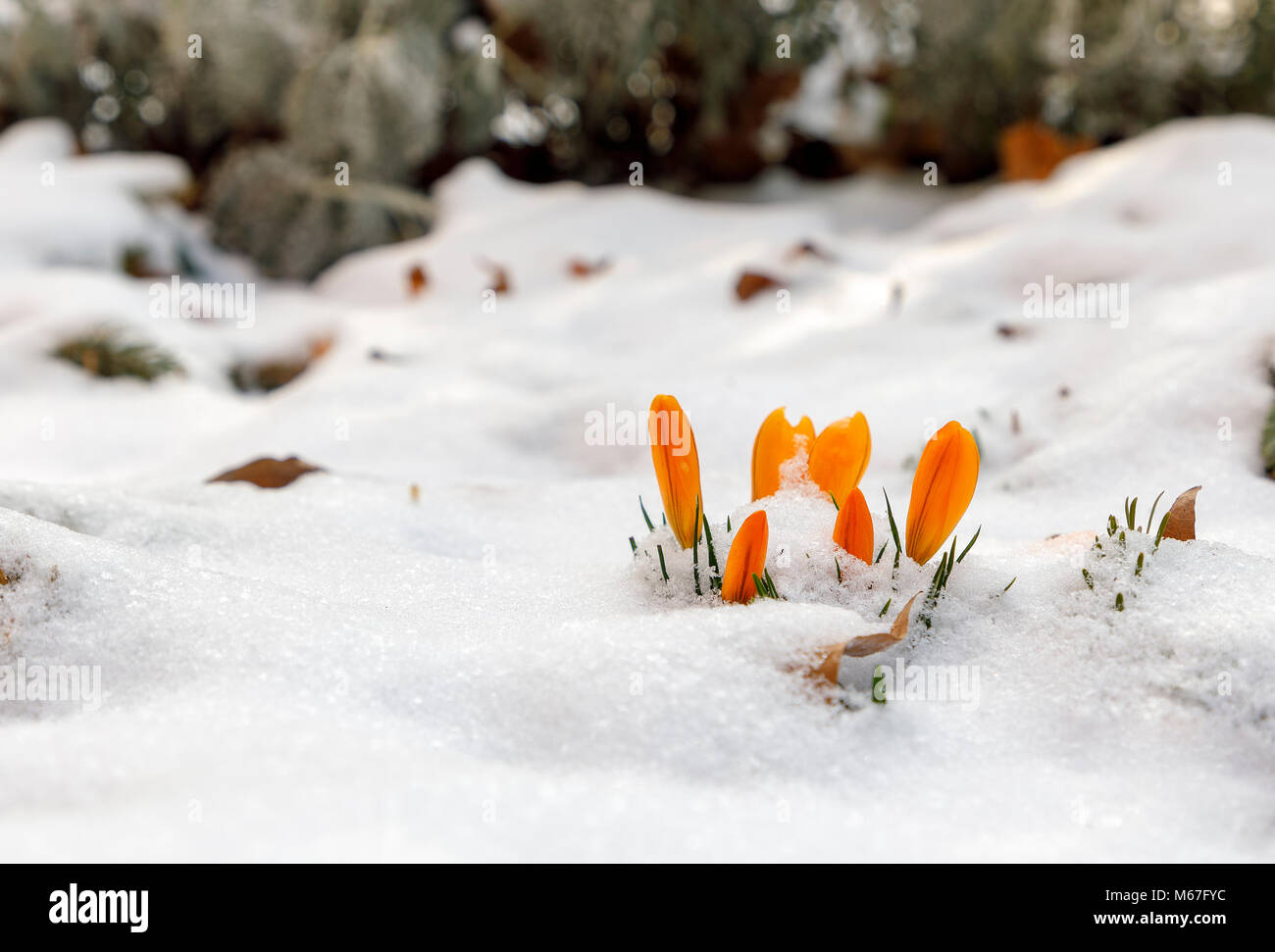 BUDAPEST, Ungheria - 1 Marzo: Crocus fiori cercano di sopravvivere in condizioni di basse temperature in un parco pubblico di quartiere Ferencvaros il 1 marzo 2018 a Budapest, Ungheria. Battere i record di basse temperature sweep attraverso la città il primo giorno di primavera. Credito: Laszlo Szirtesi/Alamy Live News Foto Stock