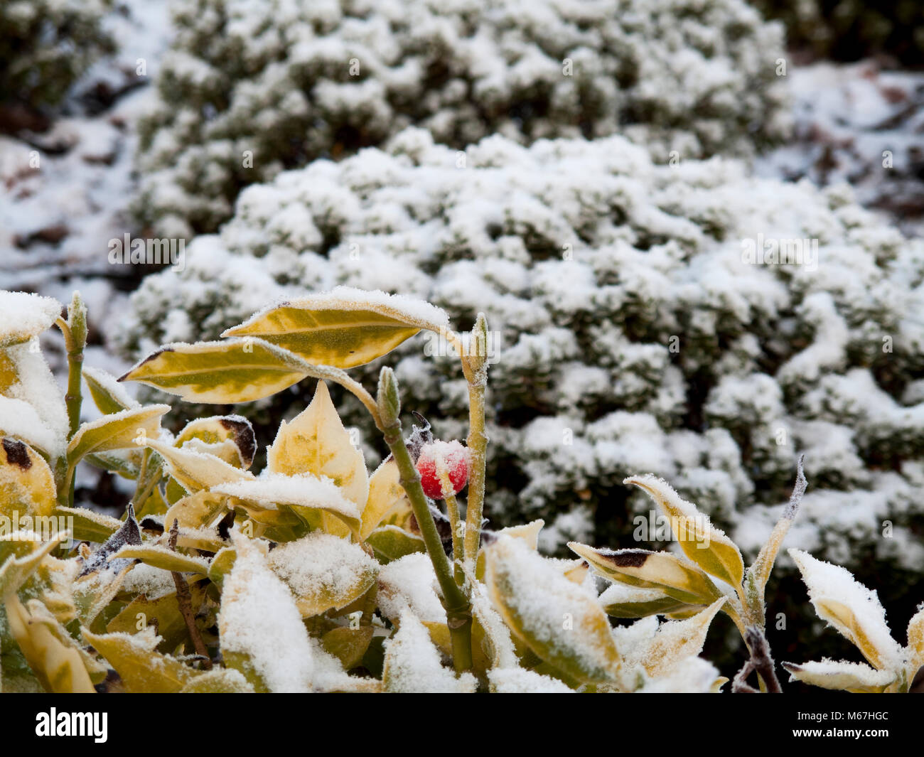 Wintery scena di una leggera spolverata di neve sulla vegetazione del giardino Foto Stock