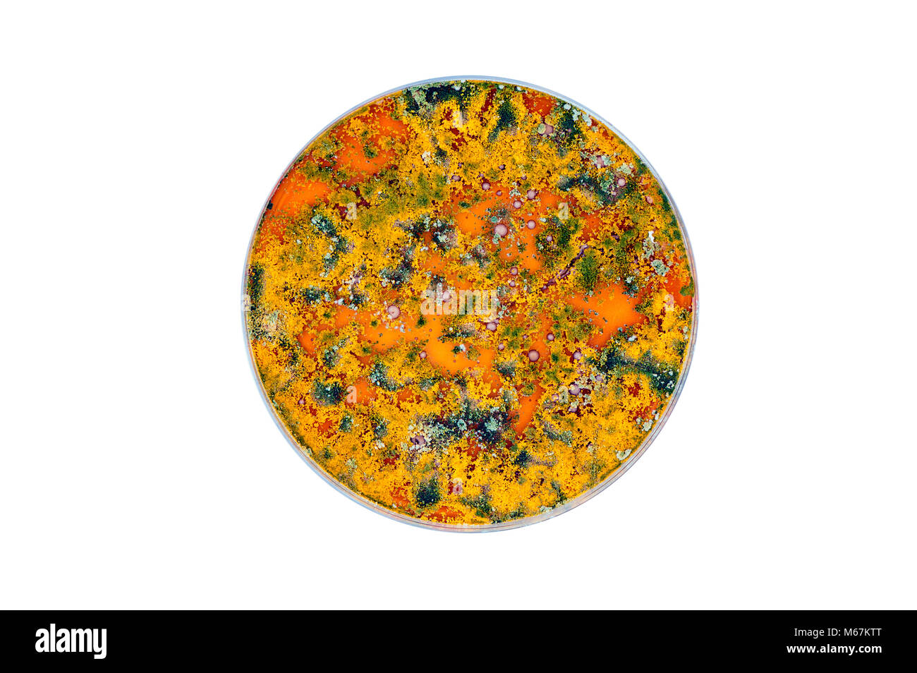 Isolato colorato piastra petri con lievito di birra e di colonie di batteri Foto Stock