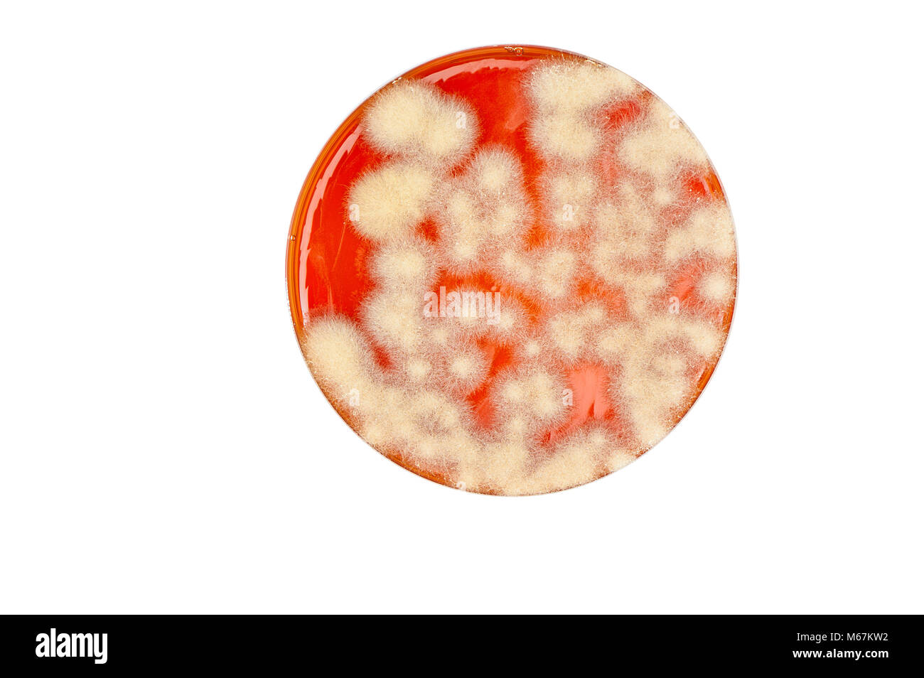 Isolato piastra petri con colonie di funghi Foto Stock