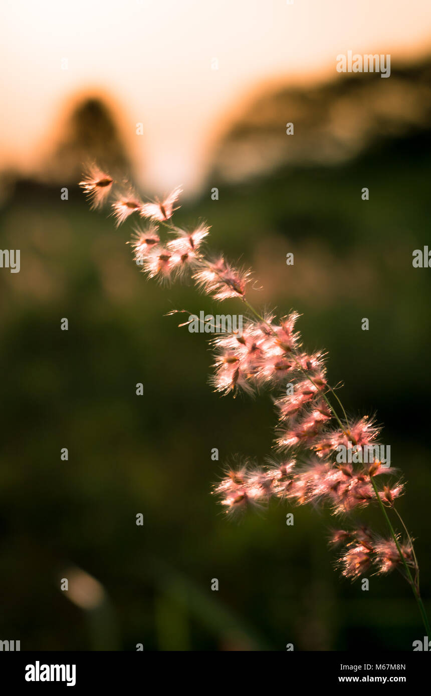 Una rosa di fiori selvatici Foto Stock