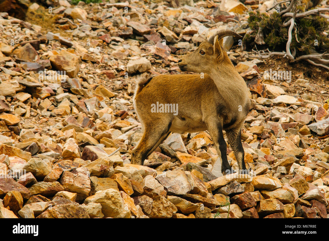 Capra pyrenaica hispánica, capra, montagna, animali selvatici, Foto Stock