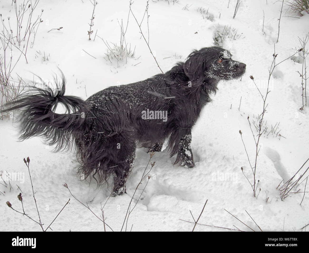 Cane nella neve, Italia. Unseasonal freddo, marzo 2018. Foto Stock