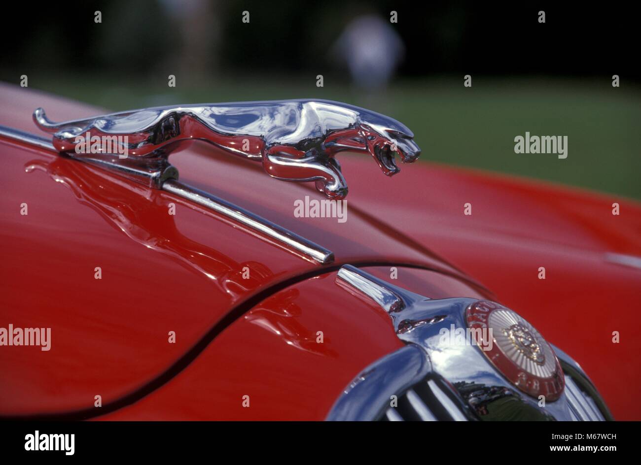 Close up dettaglio foto di chrome la griglia del radiatore di una Jaguar XK 150 con il badge Foto Stock