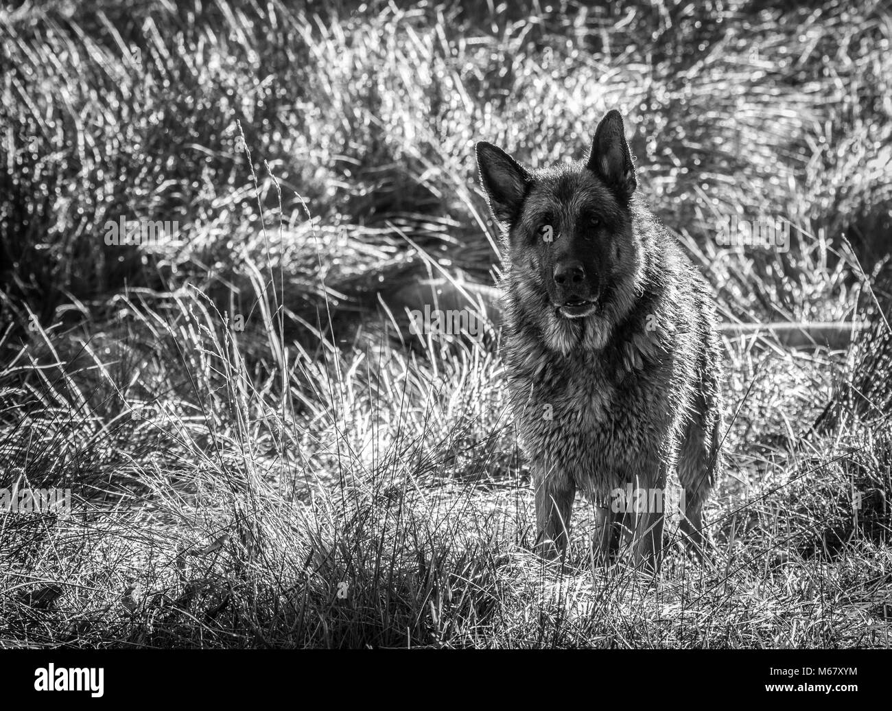 Il mio caro amico Odin, una spettacolare pastore tedesco cane, godersi la spiaggia in inverno, con vasca da bagno in mare il pastore tedesco o il pastore tedesco (in Foto Stock