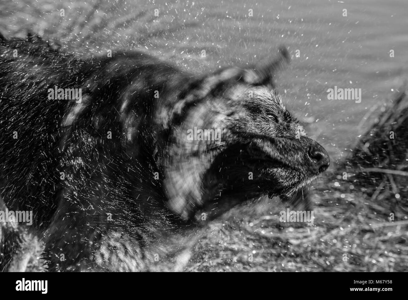 Il mio caro amico Odin, una spettacolare pastore tedesco cane, godersi la spiaggia in inverno, con vasca da bagno in mare il pastore tedesco o il pastore tedesco (in Foto Stock