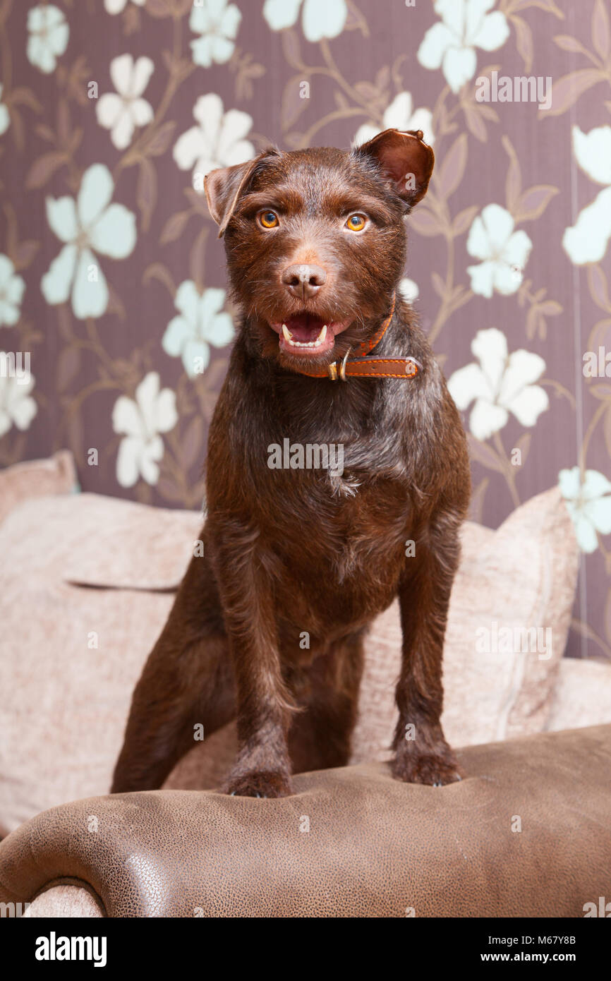 Un bambino di 2 anni marrone cioccolato Patterdale Terrier cane su un divano in una casa nel Regno Unito. 2018. Foto Stock