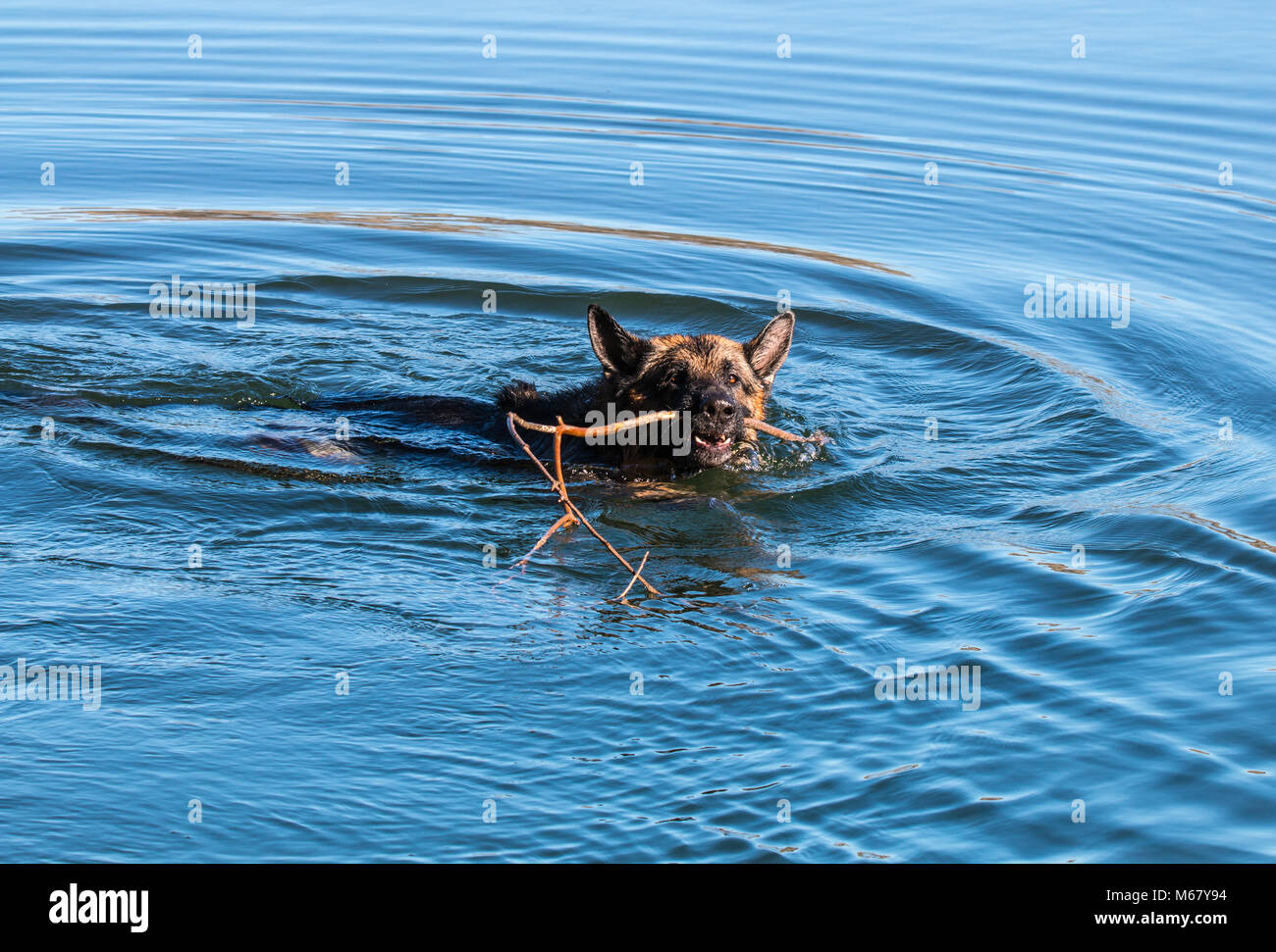 Il mio caro amico Odin, una spettacolare pastore tedesco cane, godersi la spiaggia in inverno, con vasca da bagno in mare il pastore tedesco o il pastore tedesco (in Foto Stock